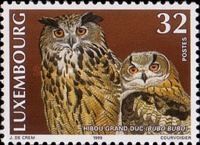 Eurasian Eagle-Owl (Bubo bubo)
