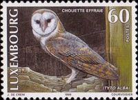 Western Barn Owl (Tyto alba)