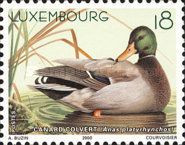 Mallard (Anas platyrhynchos)