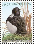 Tufted Duck (Aythya fuligula)
