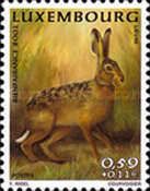 European Hare (Lepus europaeus)