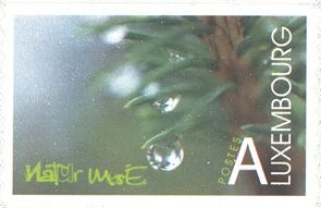 Water Droplet on Spruce (Picea abies)