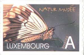 African Swallowtail (Papilio dardanus)
