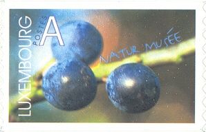 Blackthorn Berries (Prunus spinosa)