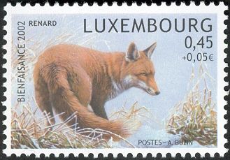 Red Fox (Vulpes vulpes)
