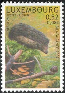 West European Hedgehog (Erinaceus europaeus)
