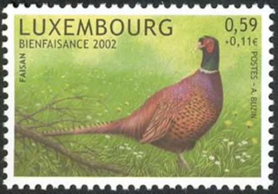 Common Pheasant (Phasianus colchicus)