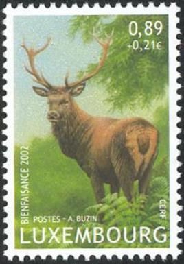 Red Deer (Cervus elaphus)