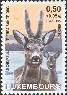 Western Roe Deer (Capreolus capreolus)