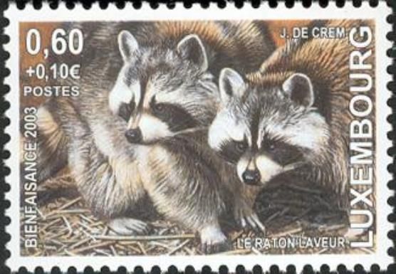 Raccoon (Procyon lotor)