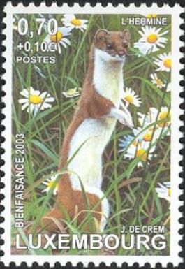 Stoat (Mustela erminea)