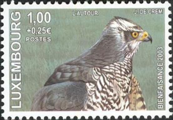 Northern Goshawk (Accipiter gentilis)