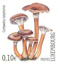 Funnel Chanterelle (Cantharellus tubaeformis)