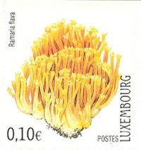 Golden Coral Fungus (Ramaria flava)