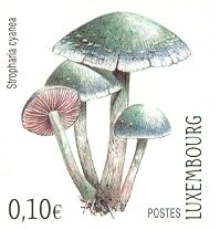 Blue Stropharia (Stropharia cyanea)