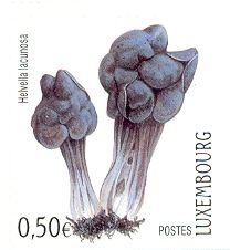 Black Elfin Saddle (Helvella lacunosa)