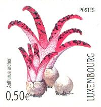 Cuttlefish Fungus (Anthurus archeri)