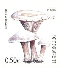 Sweetbread Mushroom (Clitopilus prunulus)