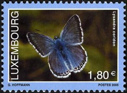 Chalkhill Blue (Polyommatus coridon)