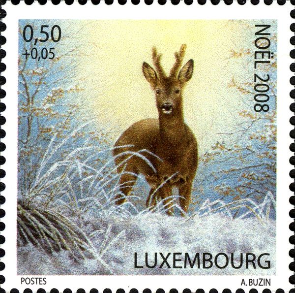 Western Roe Deer (Capreolus capreolus)