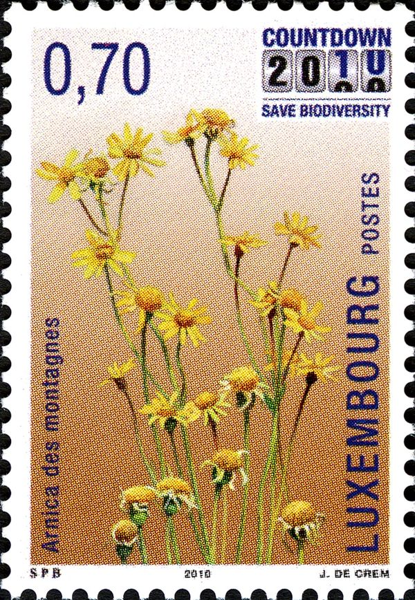Arnica montana