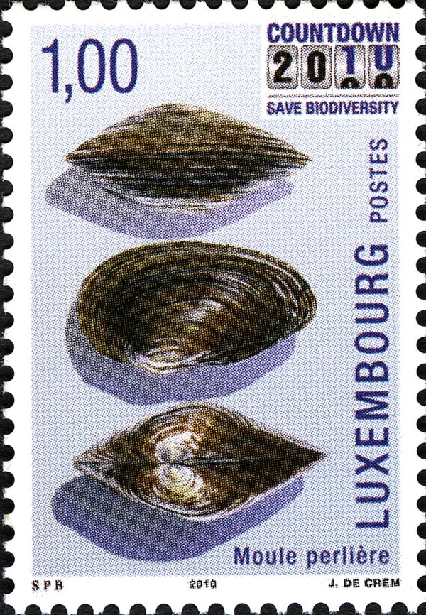 Freshwater Pearl Mussel (Margaritifera margaritifera) 