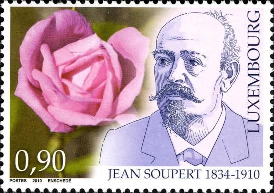 Rose "Duc de Constantine" & Jean Soupert (1934-1910)