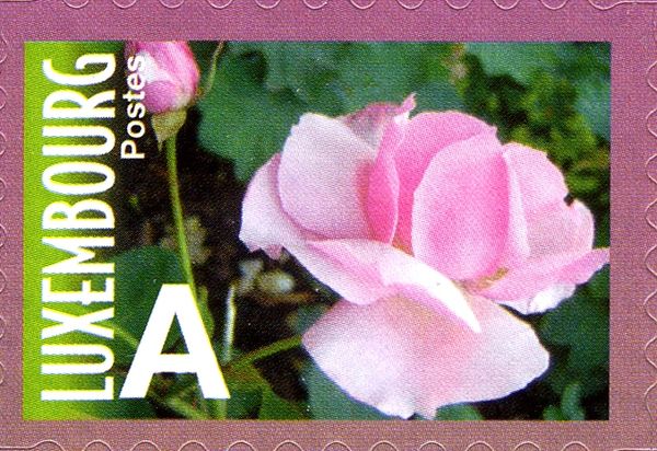 Rose "Grand-Duc Adolphe de Luxembourg"