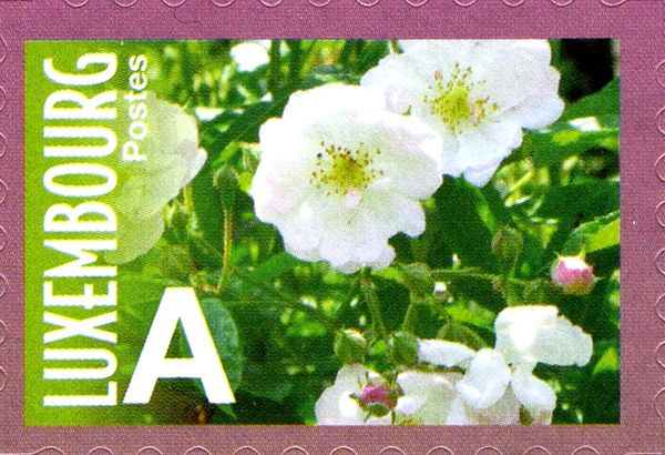 Rose "Bagatelle" (white single)