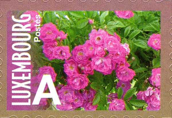 Rose "Bordeaux" (small pink double)