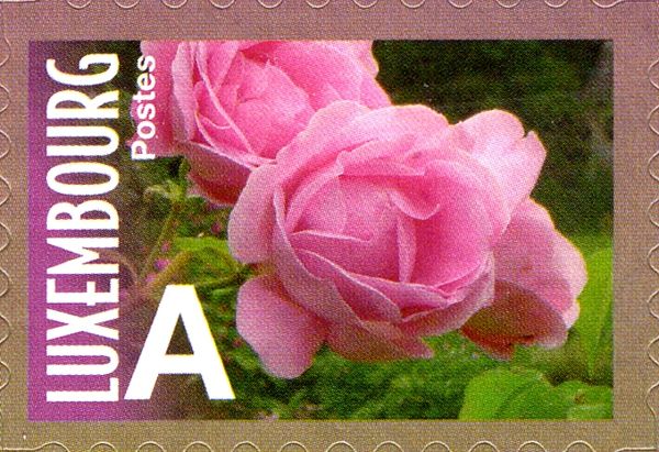 Rose "Duc de Constantine" (pink, three blooms)