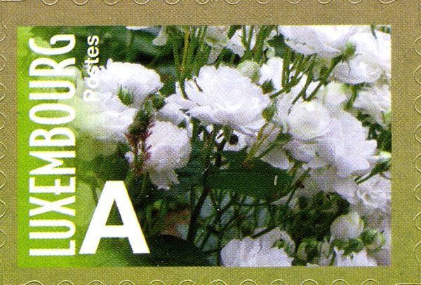 Rose "Prince Jean de Luxembourg" (double white)