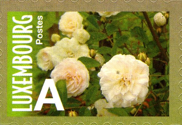 Rose "Clothilde Soupert" (double apricot)