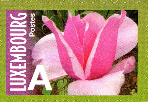 Rose "Mrs E.G. Hill" (large bright pink)
