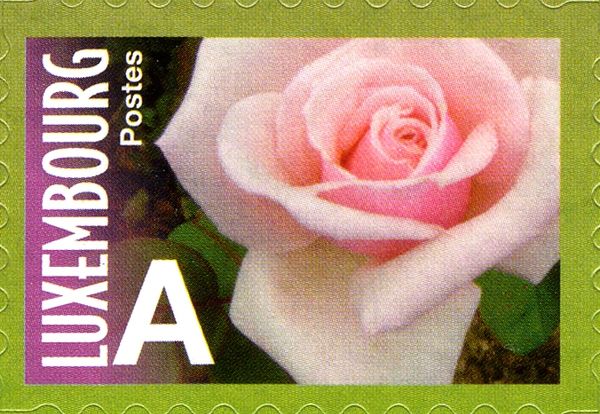 Rose "Pierre Watine" (pale ping large bloom)