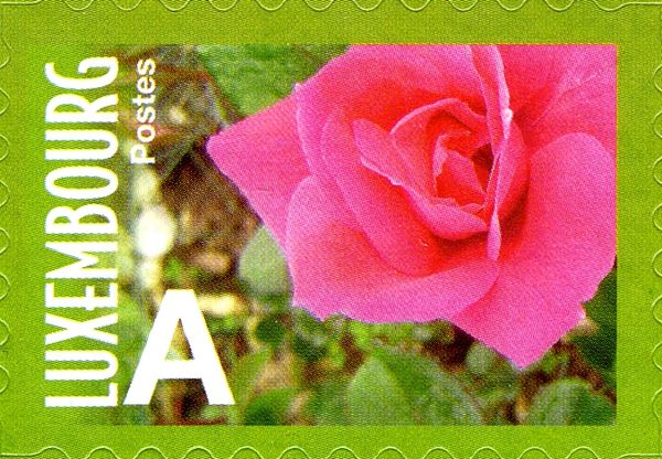 Rose "Souvenir de Maria de Zayas" (rich pink)