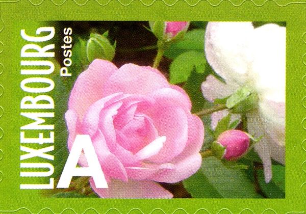 Rose "Yvan Misson" (pale pink two blooms)