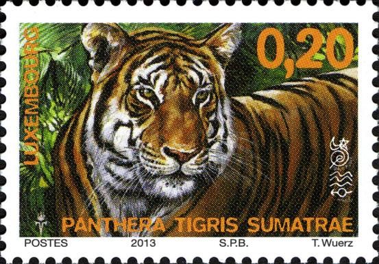Sumatran Tiger (Panthera tigris sumatrae)