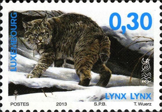 Eurasian Lynx (Lynx lynx)