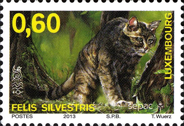 Wildcat (Felis silvestris)