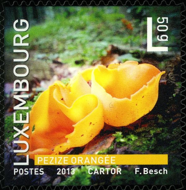 Orange Peel Fungus (Aleuria aurantia)