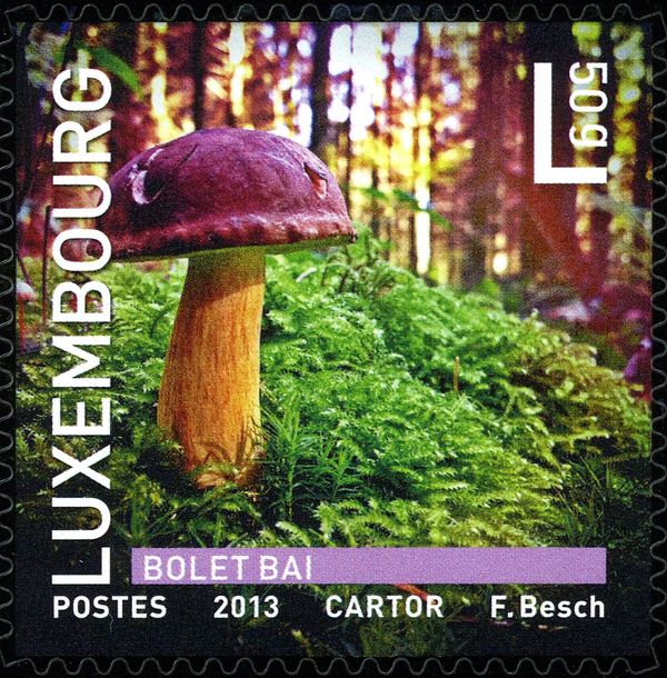 Bay Bolete (Imleria badia)