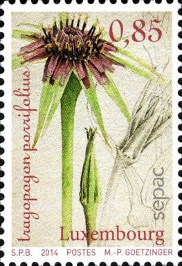 Heirloom Vegetables - Salsify (Tragopogon porrifolius)