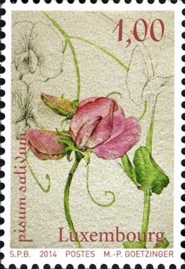 Heirloom Vegetables - Garden Pea (Pisum sativum)