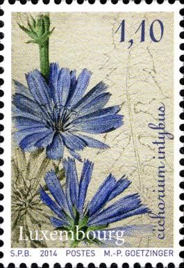 Heirloom Vegetables - Common Chicory (Cichorium intybus)