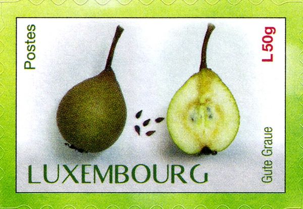 "Gute Graue" pear