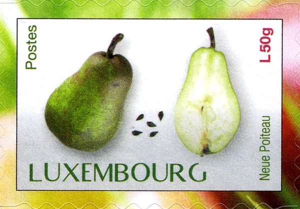 "Neue Poiteau" pear