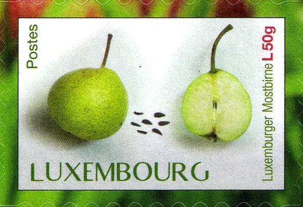 "Mostbirne" pear