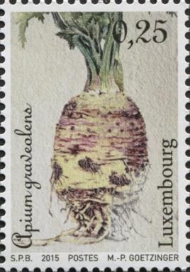 Root Crops - Celery (Apium graveolens)