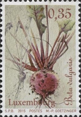 Root Crops - Red Beetroot (Beta vulgaris)